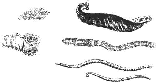 http://modernlib.ru/books/benuzh_elena/testi_po_biologii_7_klass/i_018.png