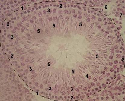 D:\������� ����\����������\����� ����������\images\male\testis-04-l.jpg