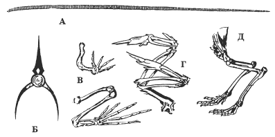 http://modernlib.ru/books/benuzh_elena/testi_po_biologii_7_klass/i_021.png