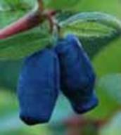 http://www.suncluster.ru/photo/4f3d03616d5f8.jpg