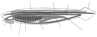 http://modernlib.ru/books/benuzh_elena/testi_po_biologii_7_klass/i_025.png