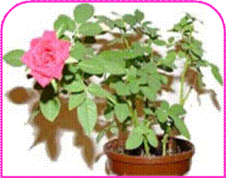 http://doshvozrast.ru/images/roditeli08/image018.jpg