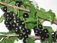 http://www.bathar.ru/images/stories/opss/katalog/smorodina/suiga.JPG