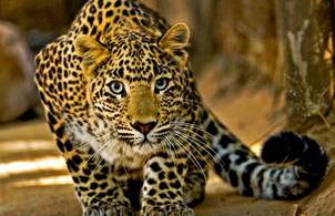 D:\Documents\���\����� ����� ���\leopard-images-004.jpg