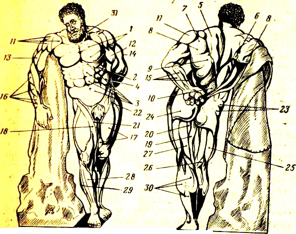 http://www.libsid.ru/images/stories/Atletizm/1/1.jpg