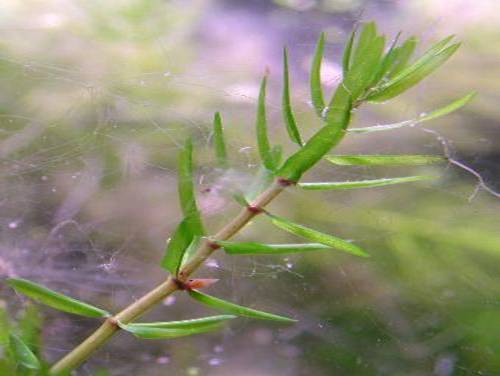 http://elite-pets.narod.ru/elodea-can-1a.jpg