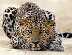 wallpapers_37480