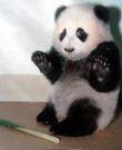070403_panda