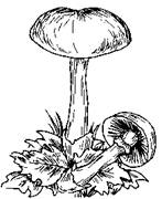 5-68