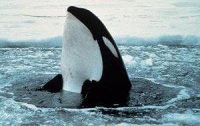 http://xn----8sbiecm6bhdx8i.xn--p1ai/sites/default/files/resize/images/shkolnikam/Antarctica_6-400x251.jpg