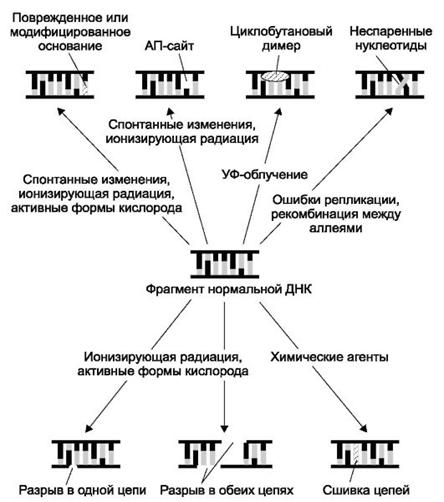 ��������: http://www.studmedlib.ru/cgi-bin/mb4?hide_Cookie=yes&usr_data=gd-image%28doc,ISBN9785970406137-A004,pic_0076.jpg,-1,,00000000,%29