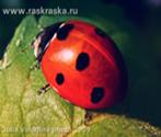 ladybird_photo_s