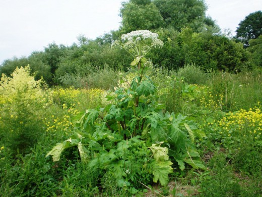 �������� ����������� (Heracleum sosnowskyi)