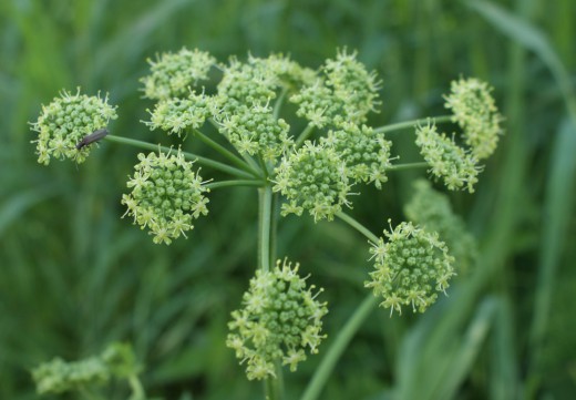 �������� ��������� ���������� (Heracleum sibiricum) 