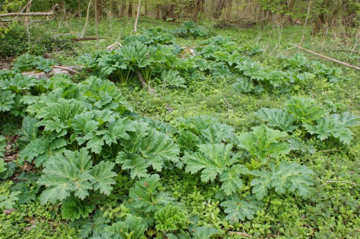 �������� ����������� (Heracleum sosnowskyi)
