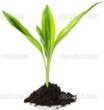 http://static5.depositphotos.com/1003556/486/i/950/depositphotos_4867962-New-Life-growth-concept.jpg