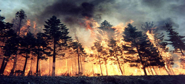 http://klgd.ru/defense/poghar_les3.jpg