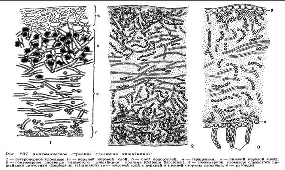 http://dic.academic.ru/pictures/enc_biology/plants/ris._3_297.jpg