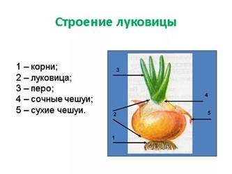 https://im1-tub-ru.yandex.net/i?id=b125edffd202da7bb79fd13259c3a7ea-l&n=13
