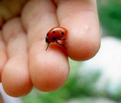 C:\Desktop\����� �������\ladybug.jpg