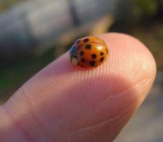 https://cdn.pixabay.com/photo/2014/02/17/17/05/ladybug-268364_960_720.jpg