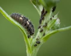 http://macroclub.ru/gallery/data/1558/IMGP9897-Edit_.jpg