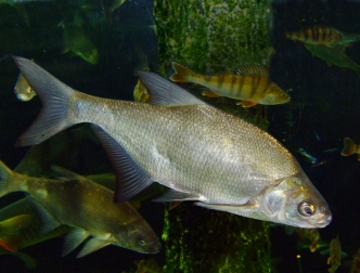 http://baza-nakalinovke.ru/images/good/.tmb/thumb_2_bb72bf568a34a032fb6e141f1e2b2039_adaptiveResize_332_252.jpg