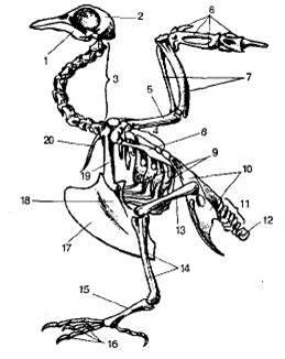 http://sbio.info/images/tmp55-57.jpg