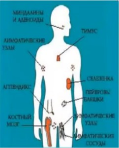 иммунная система