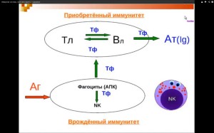 Иммунный ответ на антиген