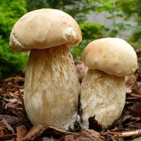 http://www.nexplorer.ru/pics_news/12809.jpg