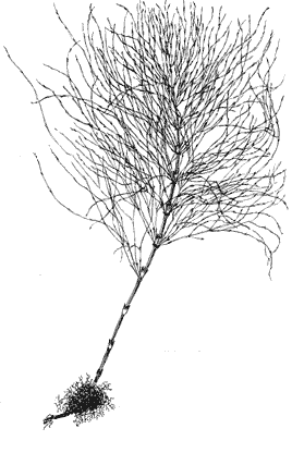 Рис. 7. Хвощ луговой (Equisetum pratense Ehrh. )авт. рис.