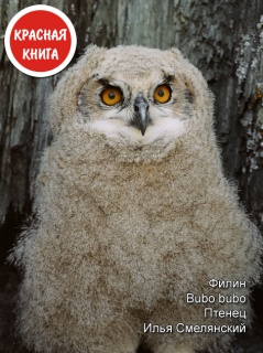 ����� bubo bubo