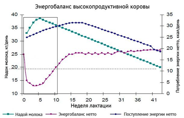 energobalans_korovy