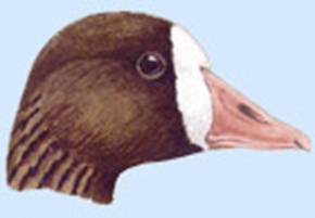 http://yarohota.com/images/stories/animals/gooses/whiteheadhead.jpg