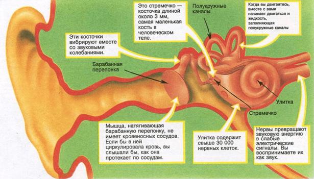 http://medlor.ru/wp-content/uploads/2014/11/vnutri.png