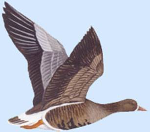 http://yarohota.com/images/stories/animals/gooses/whiteheadfly.jpg
