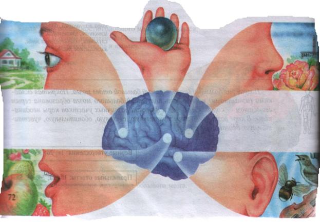 http://900igr.net/datai/biologija/Analizatory-cheloveka/0001-001-Sensornye-sistemy.jpg