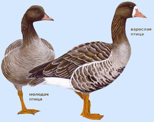 http://yarohota.com/images/stories/animals/gooses/whitehead.jpg