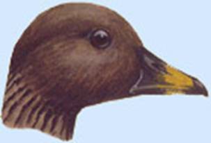 http://yarohota.com/images/stories/animals/gooses/gumenhead1.jpg