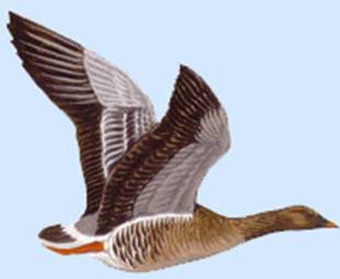 http://yarohota.com/images/stories/animals/gooses/gumenfly.jpg
