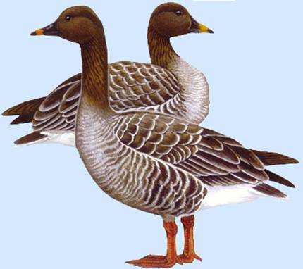 http://yarohota.com/images/stories/animals/gooses/gumen.jpg