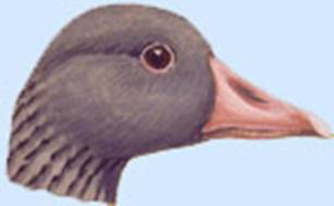 http://yarohota.com/images/stories/animals/gooses/greyhead.jpg