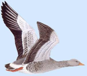 http://yarohota.com/images/stories/animals/gooses/greyfly.jpg