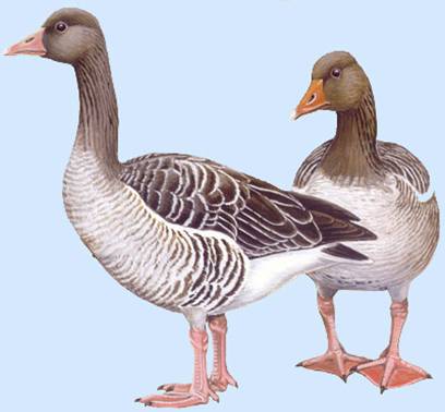 http://yarohota.com/images/stories/animals/gooses/grey.jpg