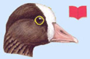 http://yarohota.com/images/stories/animals/gooses/piskhead.jpg