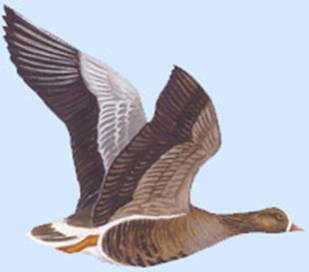 http://yarohota.com/images/stories/animals/gooses/piskfly.jpg