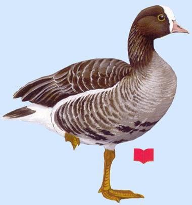 http://yarohota.com/images/stories/animals/gooses/pisk.jpg