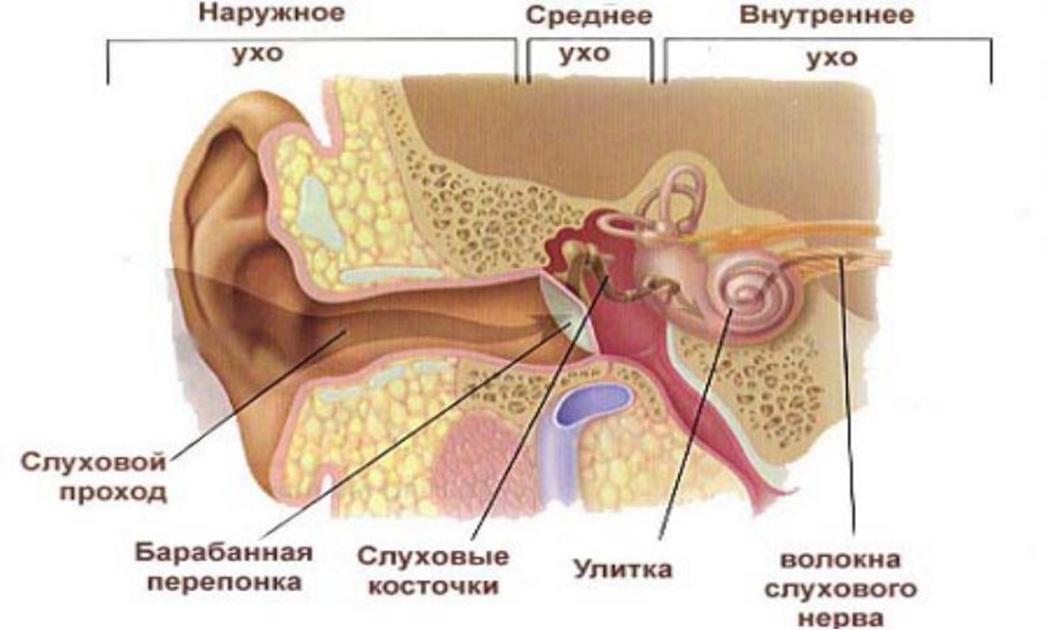 http://tardokanatomy.ru/sites/default/files/uhodelenie.jpg