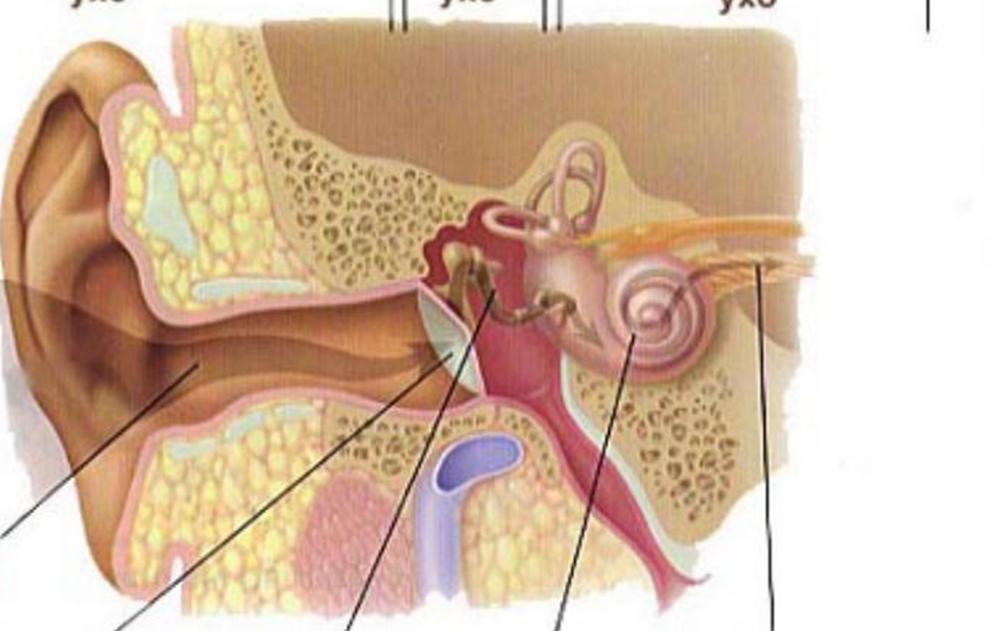 http://tardokanatomy.ru/sites/default/files/uhodelenie.jpg